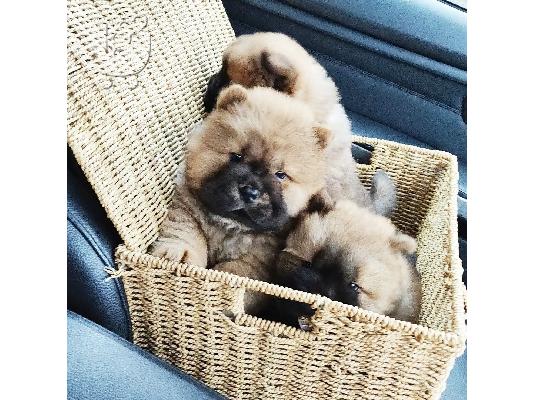 Όμορφα κουτάβια Chow Chow
