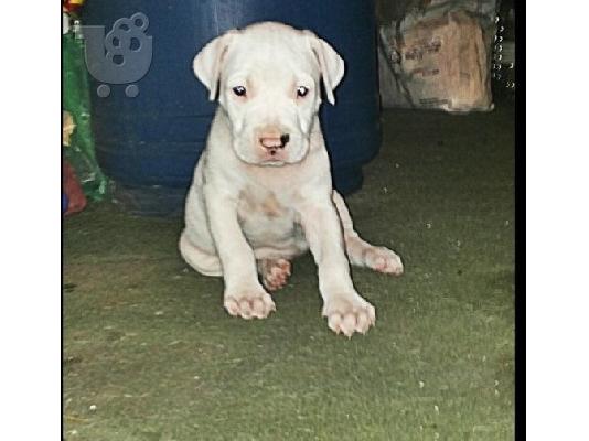 PoulaTo: DOGO ARGENTINO