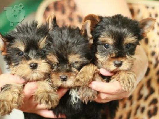PoulaTo: YORKSHIRE TERRIER