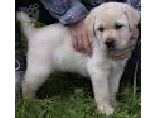 PoulaTo: κουτάβι Labrador retriever (λαμπραντόρ)
