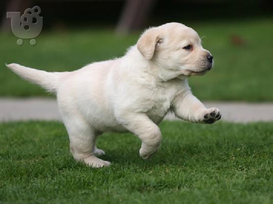 PoulaTo: Labrador Retriever.