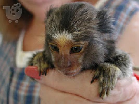 PoulaTo: register marmoset  for 250€