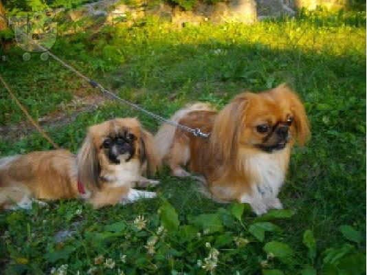 PEKINOUA