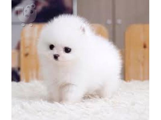 PoulaTo: Σπιτς μινι / pomeranian mini