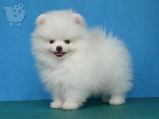 PoulaTo: Pomeranian Puppies προς πώληση