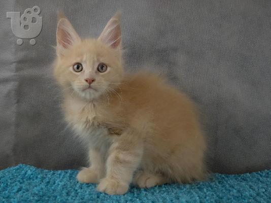 Όμορφη γατάκια Maine Coon!