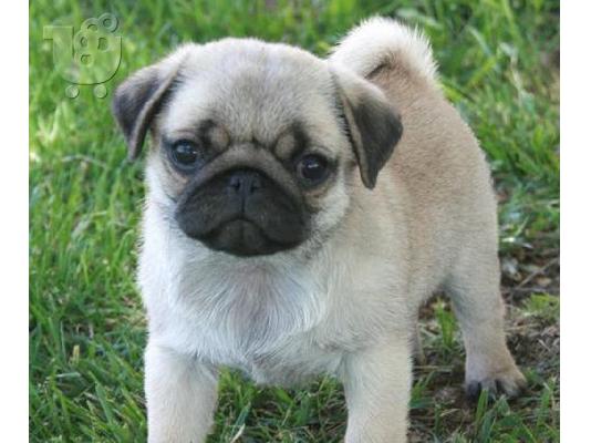 PoulaTo: Carlino