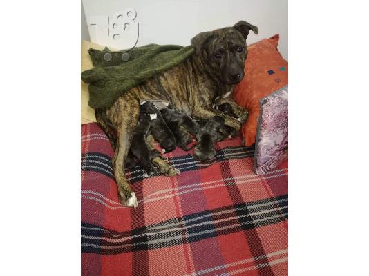 American pitbull terrier