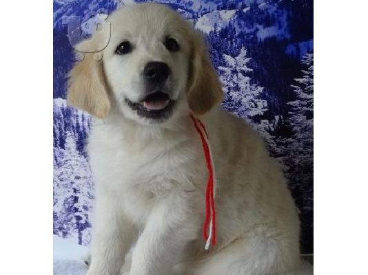 Χρυσό Retriever κουτάβια διαθέσιμα!