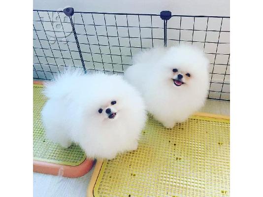 PoulaTo: Καταπληκτικά κουτάβια από Pomeranian!