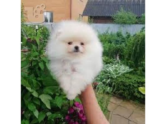 Pomeranian Spitz κουτάβια προς πώληση