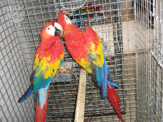 PoulaTo: scarlet παπαγάλος macaw για 200 ευρώ