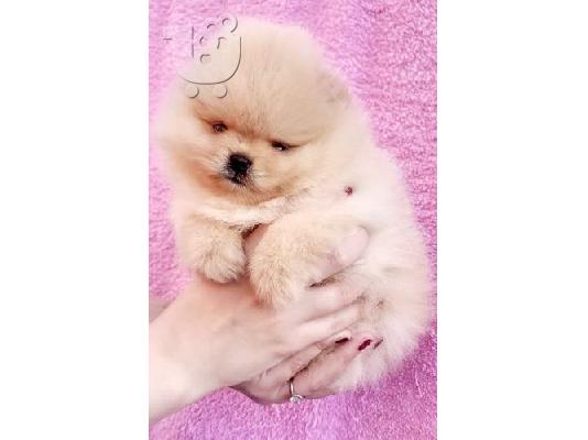 PoulaTo: Pomeranian Spitz κουτάβια