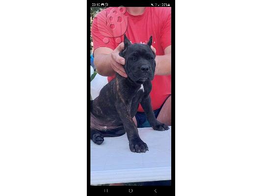Cane Corso κουτάβια προς πώληση