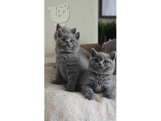 PoulaTo: shorthair kittens for adoption