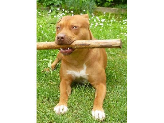 Pitbull Red Nose
