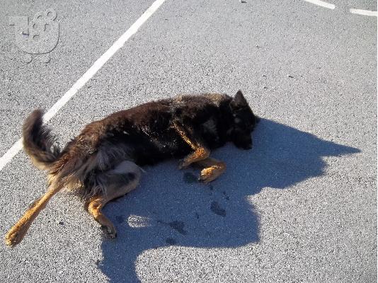 ΧΑΡΙΖΕΤΑΙ Η ΟΜΟΡΦΗ ΣΚΥΛΙΤΣΑ ΛΙΖΑ
