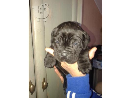 cane corso
