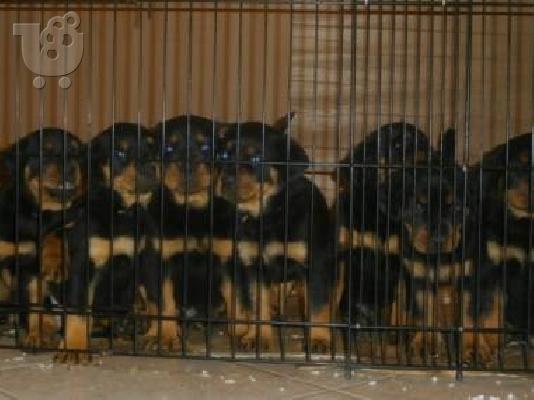 Rottweiler καθαροαιμα 6979314054 ΑΘΗΝΑ-ΘΕΣΣΑΛΟΝΙΚΗ -ΚΡΗΤΗ