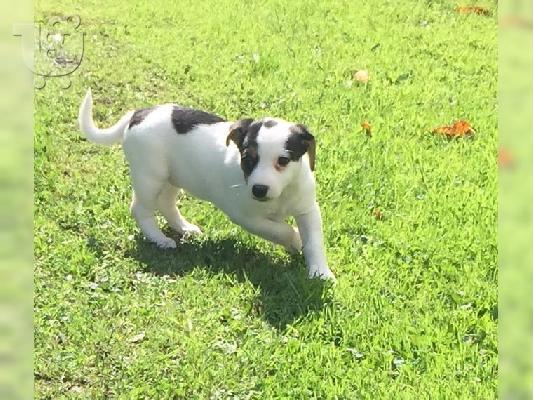 PoulaTo: Εξαιρετικά κουτάβια Jack Russell
