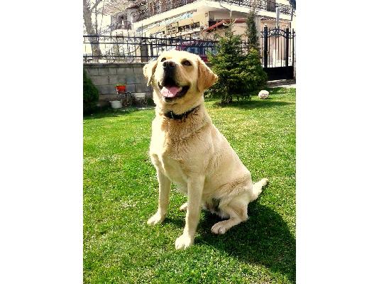 Labradorakia καθαρόαιμα Κοζάνη