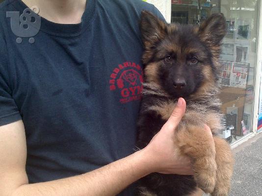 ALASKAN PUPPY MALAMUTE ΔΙΑΘΕΣΙΜΑ για ένα νέο σπίτι
