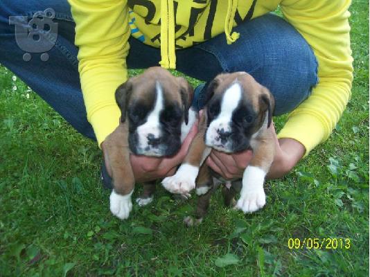 PoulaTo: boxer
