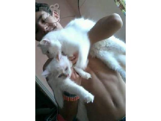 Teleia gatakia Ragdoll