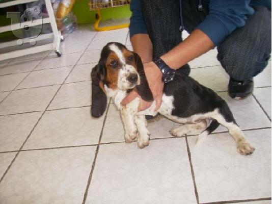 BASSET HOUND Μπάσετ