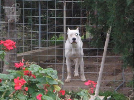 PoulaTo: DOGO ARGENTINO ΚΟΥΤΑΒΙΑ ΓΝΗΣΙΑ ΑΡΙΣΤΗΣ ΜΟΡΦΟΛΟΓΙΑΣ ΚΡΗΤΗ-ΑΘΗΝΑ