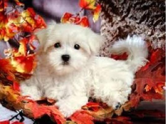PoulaTo: Αναισθητοποίηση White Teacup Maltese Pup Διαθέσιμο