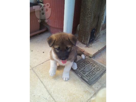PoulaTo: American akita