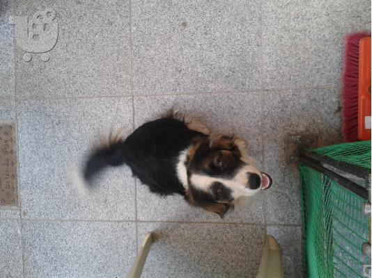 Χαρίζεται σκυλάκι Jack Russell / Spaniel ( Ημίαιμο ).