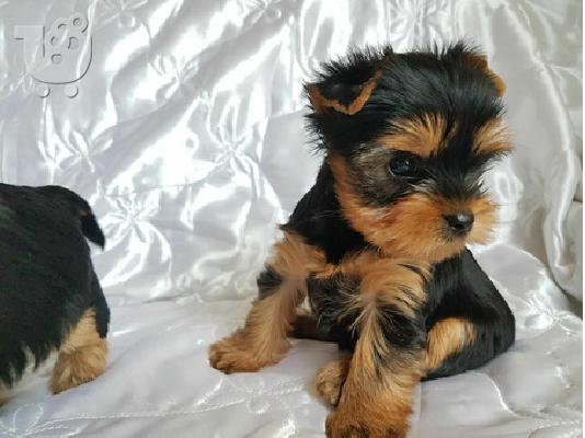 PoulaTo: Τα κουτάβια Yorkshire Terrier R