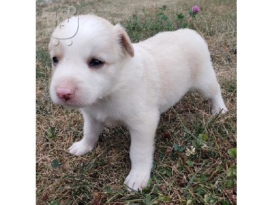 Border collie