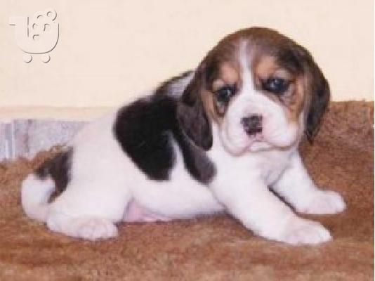 Beagle κουτάβια διαθέσιμα προς πώληση