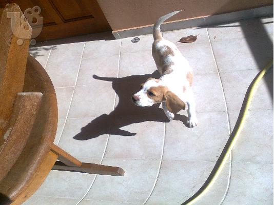 Πωλείται Beagle