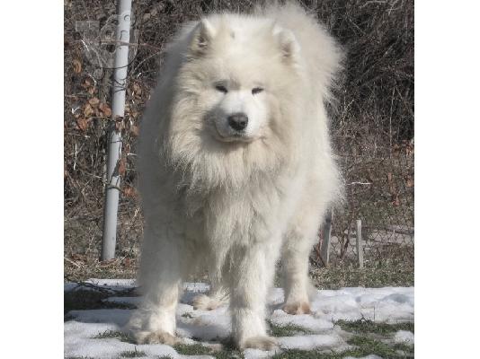 Samoyed δείχνουν την ποιότητα κουτάβια