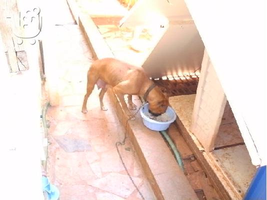 boxer 2 μηνων απο 1η γεννα ΜΗΤΕΡΑΣ ΚΑΙ ΠΑΤΕΡΑ Μπόξερ