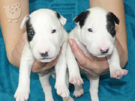 Bull terrier-Μπουλ τεριέ