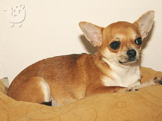 Chihuahua-Τσιχουάουα