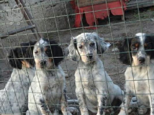 English Setter