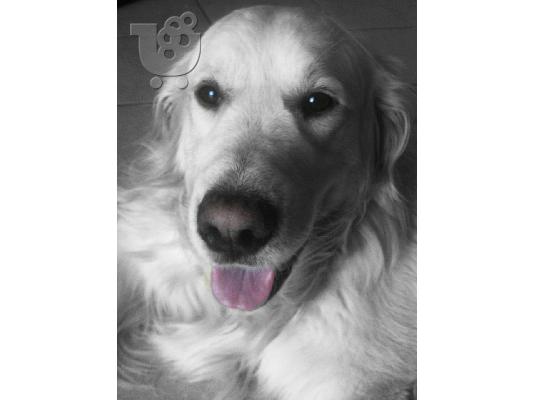 PoulaTo: Ζητείται θηλυκό golden retriever για ζευγάρωμα