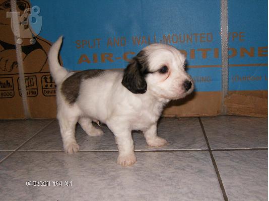 Maltese-Coton de tulear 