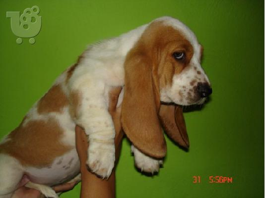 BASSET HOUND Μπάσετ