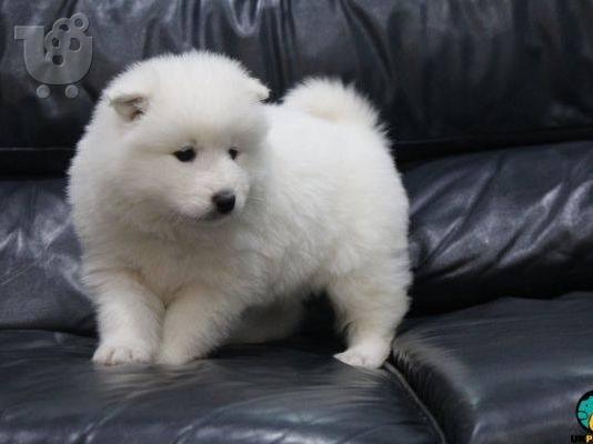 Όμορφα υγιή Samoyed κουτάβια