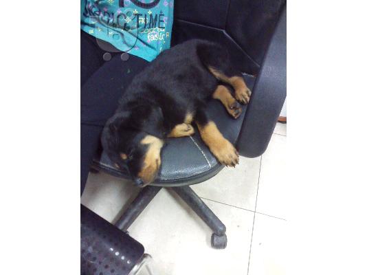 ΠΩΛΟΥΝΤΑΙ ΚΑΘΑΡΟΑΙΜΑ ΚΟΥΤΑΒΙΑ ROTTWEILER-250Ε
