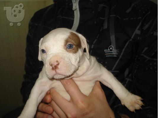 PoulaTo: pitbull