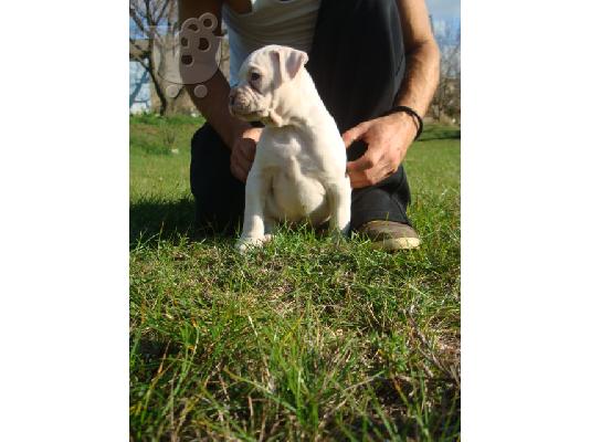 boxer ( λευκό αρσενικό)