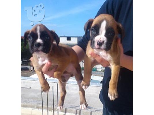 boxer